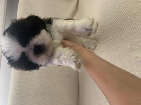 Shih tzu yavrular