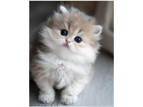 Pofuduk ay golden british longhair