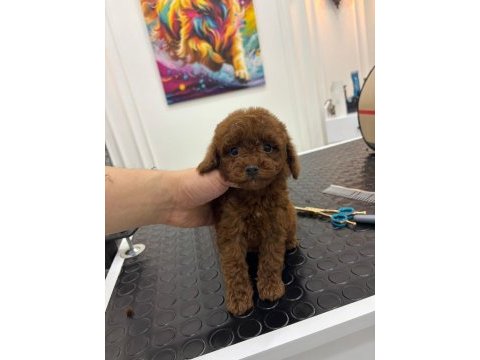 Özel kore kan toy poodle mini boy bebek surat