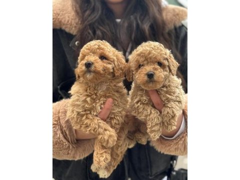 Kıvırcık kıvırcık maltipoo yavrularımız