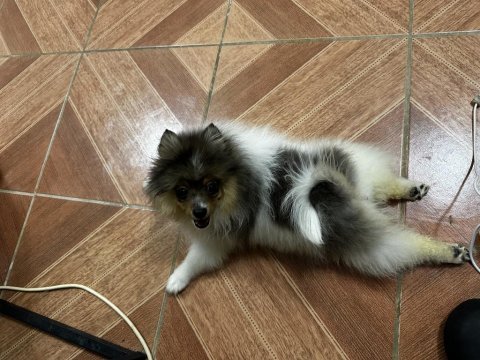 Irk ve sağlık garantili pomeranian