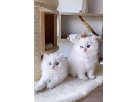 Safkan british bebeklerimiz