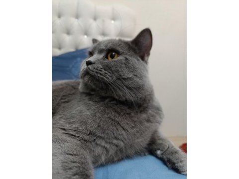 British shorthair kedimize yuva arıyoruz