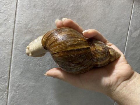 Dev afrika salyangozları