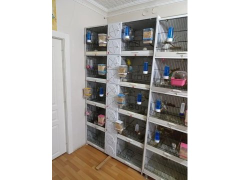 Toplu şekilde verilecek muhabbet kuşlar