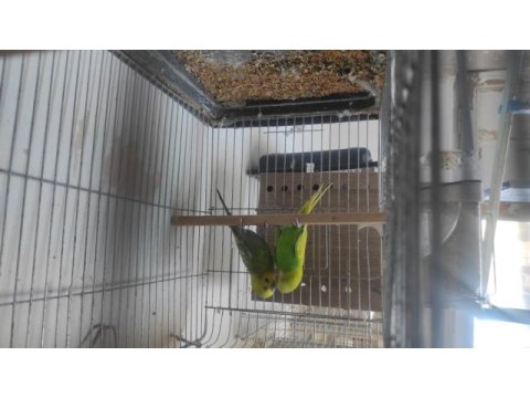 Yavrulu yumurtalı muhabbet kuşlar