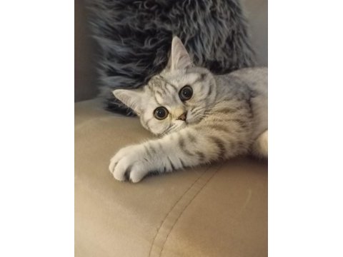 Silver tabby british shorthair