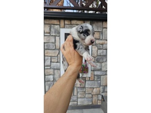 Border collie köpeğimiz antalya