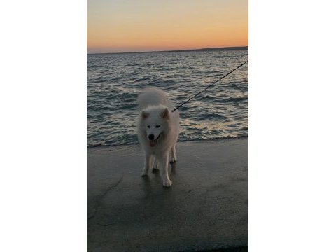 16 aylık dişi samoyed