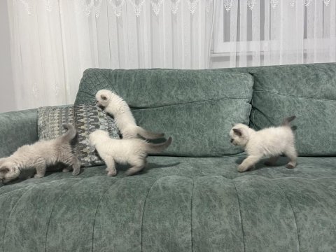 2 aylık blue point yavrularımız sahiplendirilecektir
