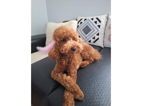 10 aylık dişi toy poodle için sevgi dolu bir yuva