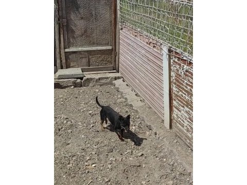 Dişi erkekli takım çok ufak olacaklar güzel köpekler