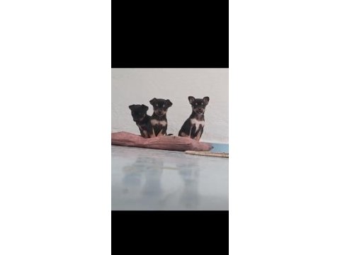 Chihuahua