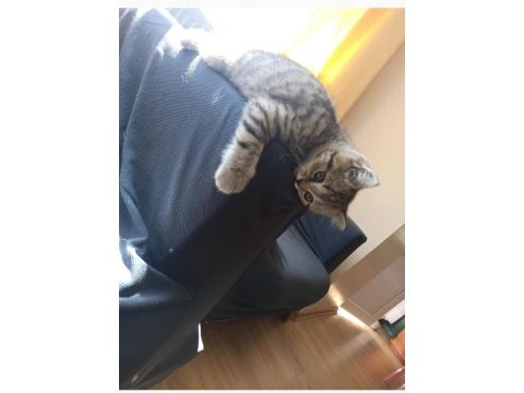 3 aylık dişi british shorthair