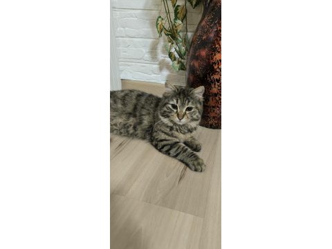 Tertemiz cana çok yakın tatlı yavru kedimiz için acil yuva