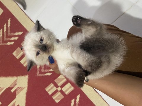 British yavru kedi