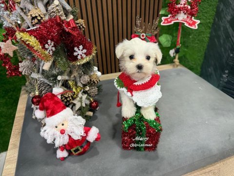 Süslü bebek terrier
