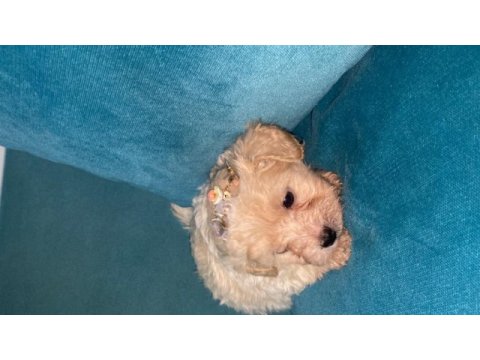 Teacup maltipoo yavrularımız