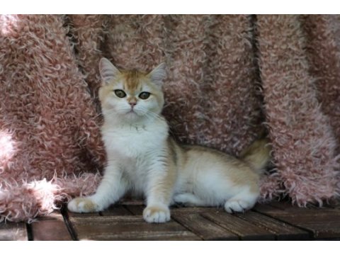 Anne baba şecereli golden ny12 safkan dişi british shorthair