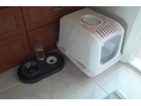 Ücretsiz - scottish fold ve bombay kırması bal gözlü