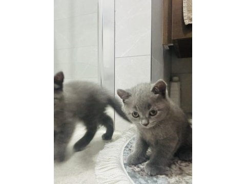Scottish fold ve british yavrular