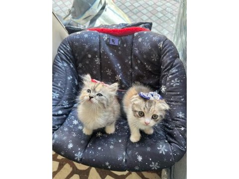 Scottish fold kedim sağlıklıdır eğitimleri tamdır
