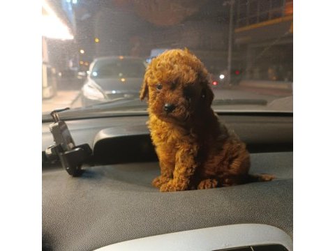 Mikro toy poodle