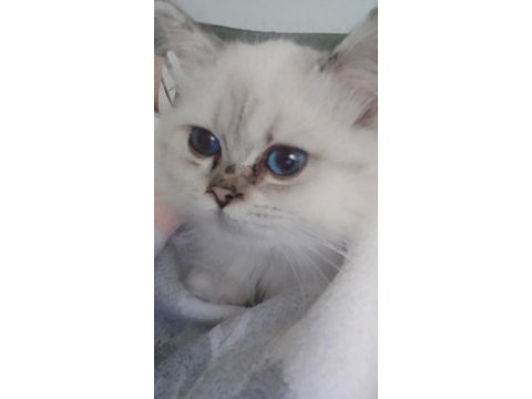 Oğluma yeni yuva arıyorum british longhair