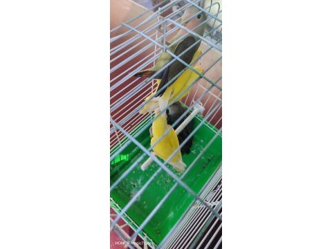 Yeni yeme düştü papağanımız