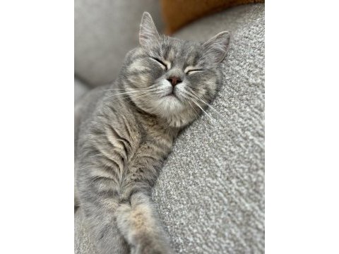 British shorthair kedimize eşleştirmek için erkek arıyoruz