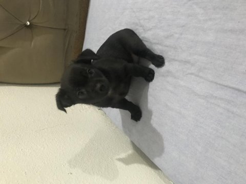 Yavru chihuahua
