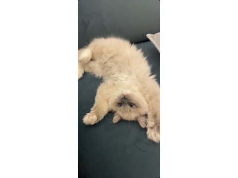 Erkek ragdoll kedime eş arıyorum