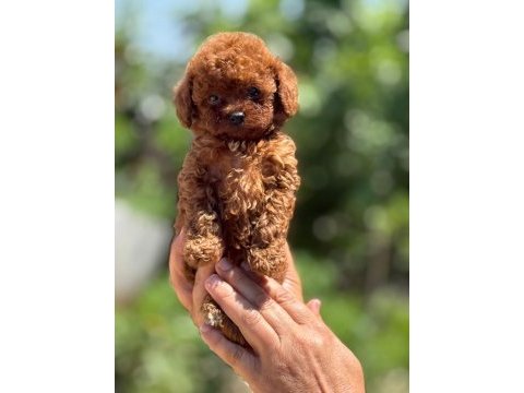 Büyümeyen korsa poodle bebeklerimiz