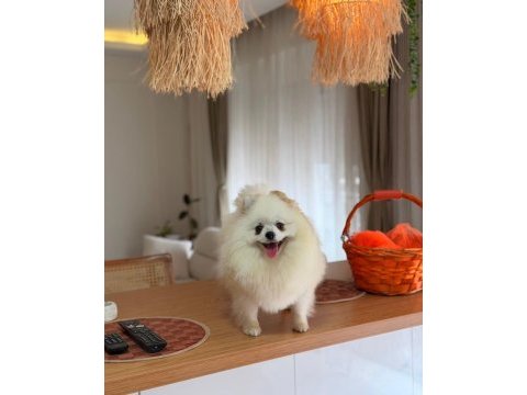 1 yaşında dişi üst kalite part color pomeranian