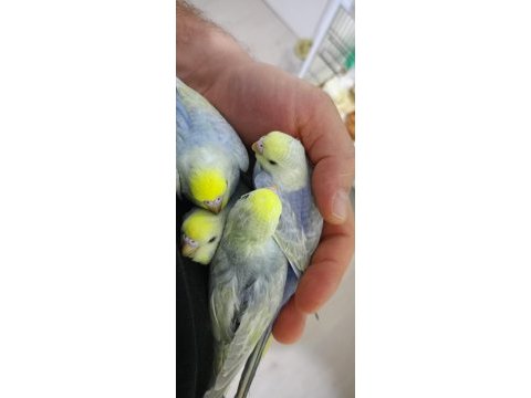 Rainbow muhabbet kuşu yavruları