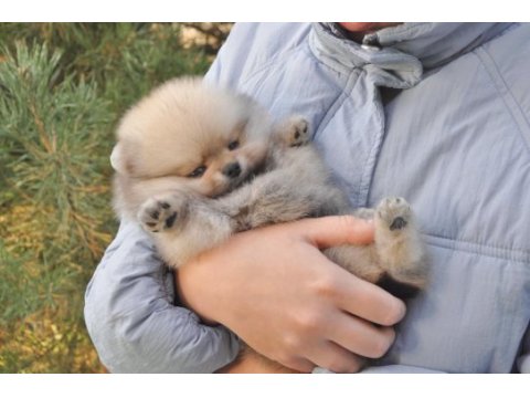 Pomeranian boo teddy bear köpeklerimiz