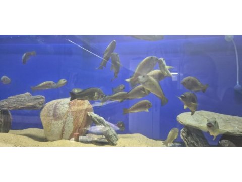 F1 canery cheek tropheus balıklar