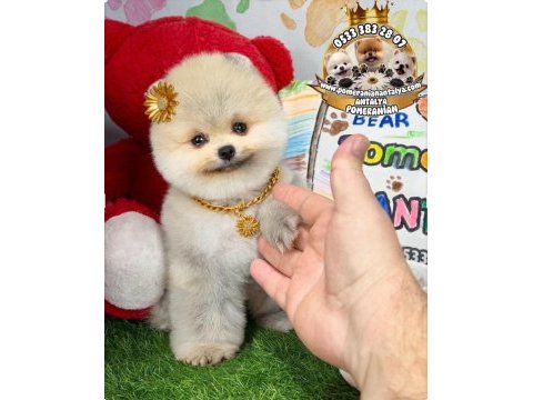 Antalya orjinal pomeranian boo yavrular gel gör al