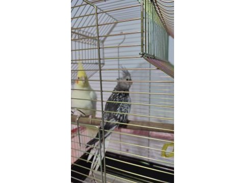 2 adet genç yavru sultan papağanı 4-5 aylıktır bilezikli