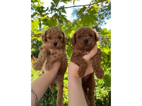 Kore ve toy poodle yavruları