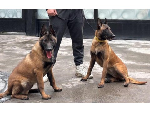 Köpekler çok acil sahiplendirilmesi gerekiyor