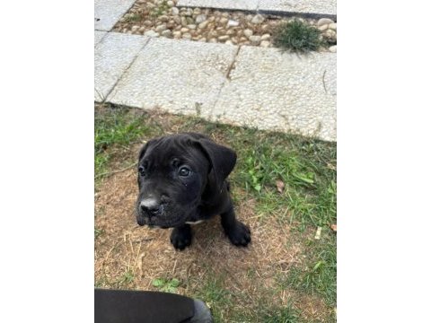 Cane corso safkan yavru