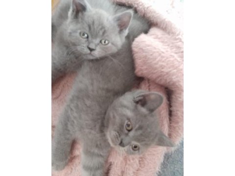 Yavrularımız çok güzel saf ırktır scottish fold