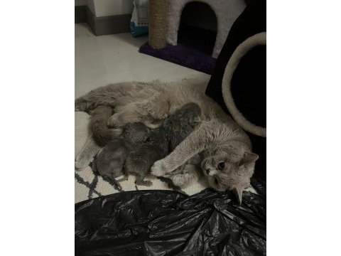 2 yavru kedim var ilk gelenler sahiplenir