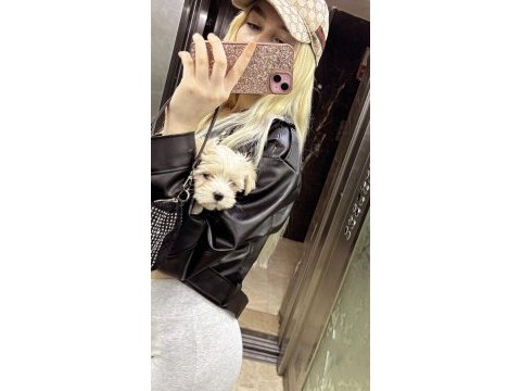 İstanbul içi sahiplendirilecek maltipoo
