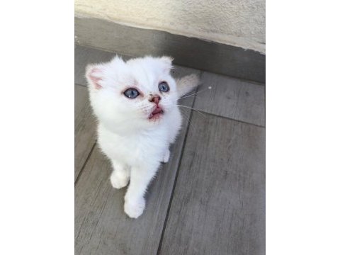 Safkan scottish fold dişi mavi gözlü kedimiz