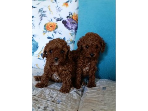 Toy poodle yavrularımız