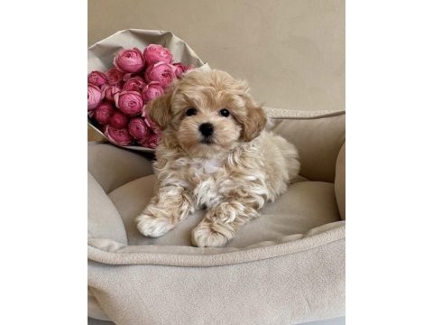 Kore maltipoo