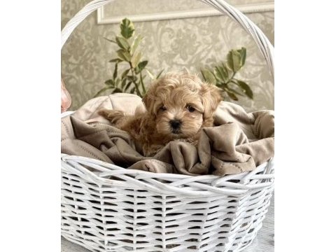 Kore maltipoo yavruları