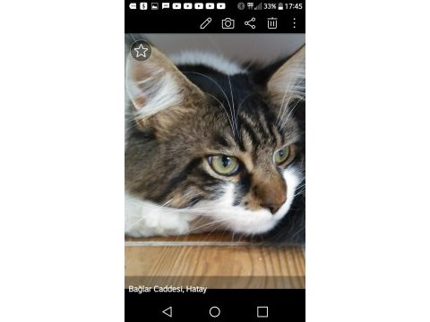 Main coon erkek kedimiz